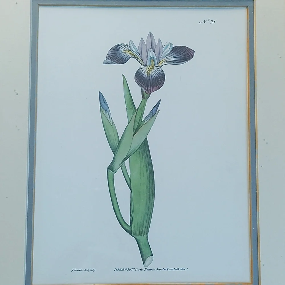 Orchid Botanical Framed Print